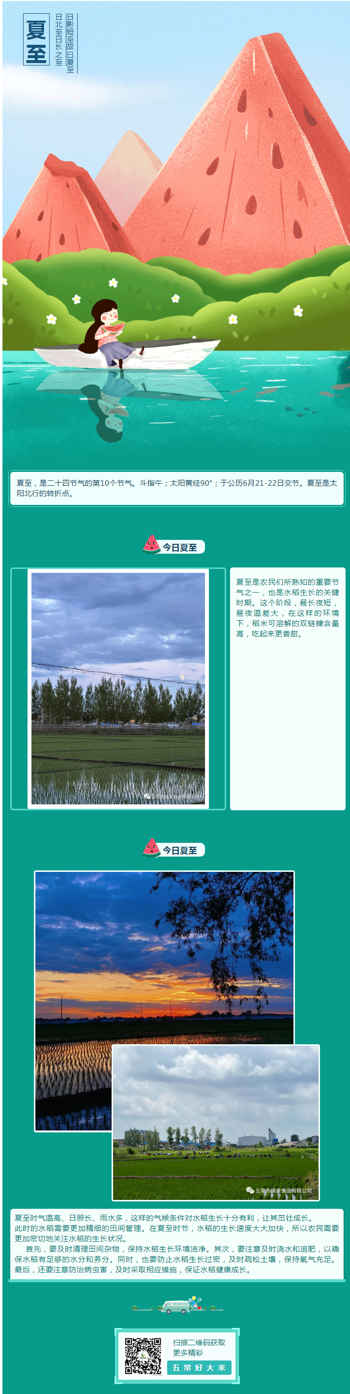夏至已至，水稻繁茂，五常大米的秘密！.jpg
